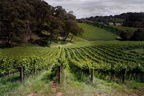 Barossa Wine Region