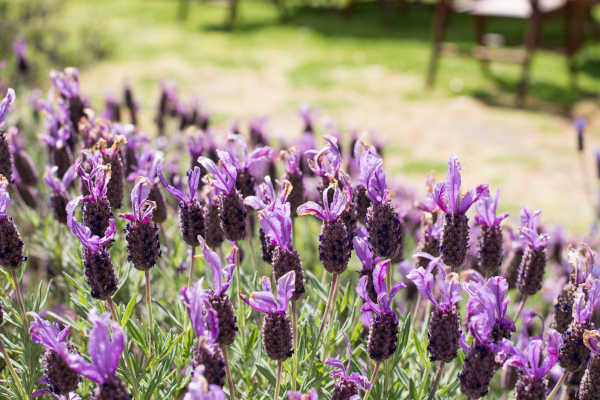 Lyndoch Lavender Farm