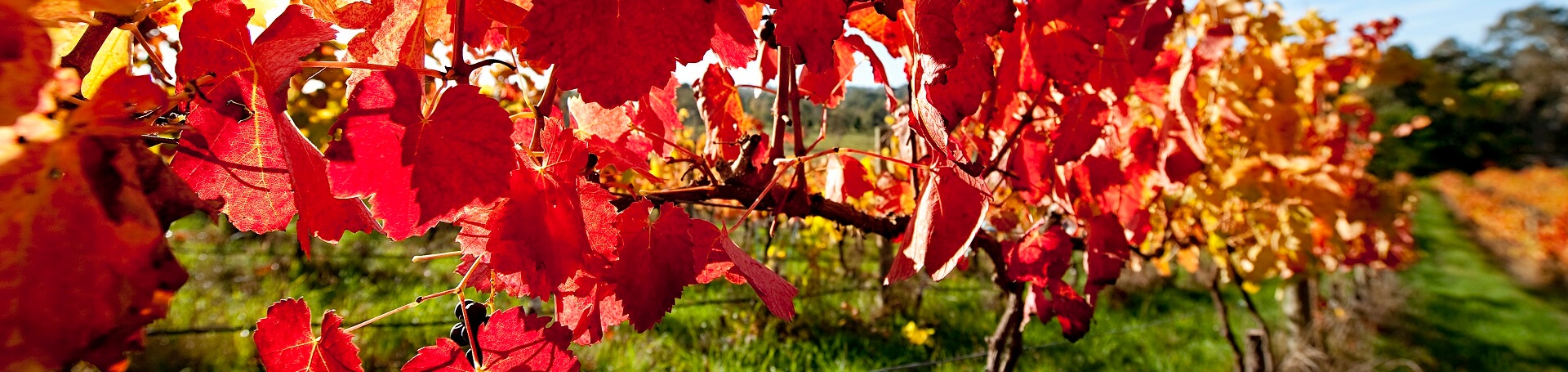 What time of year is best for wine tours?