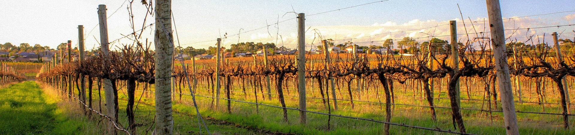 How many wine regions are in South Australia?