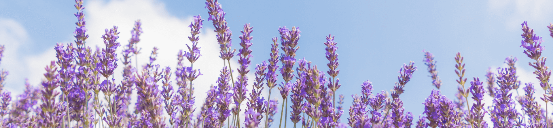 Must visit lavender farm in Adelaide
