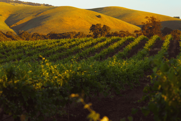 Barossa Valley Wine Region