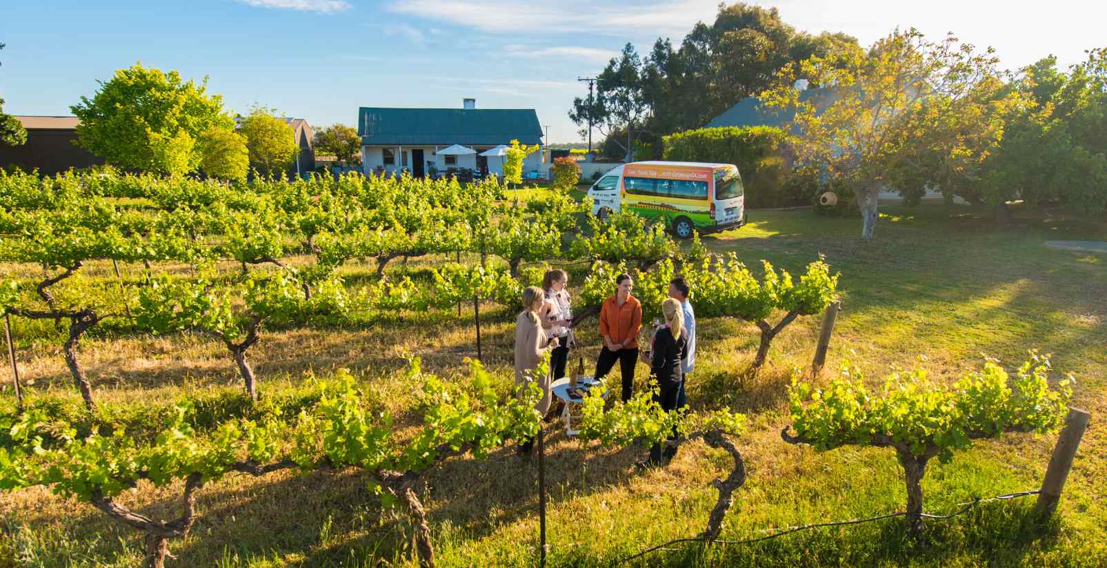 people standing in vineyards on tour