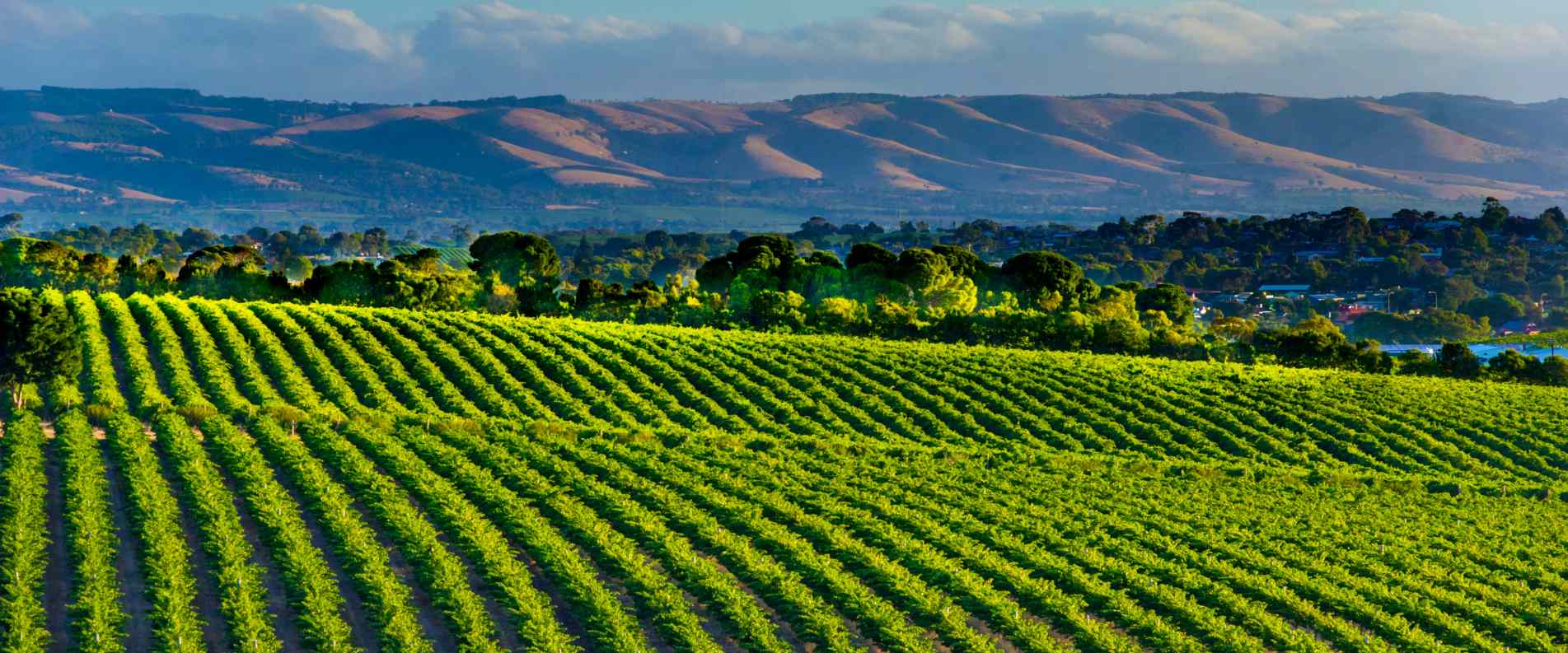 Vineyards