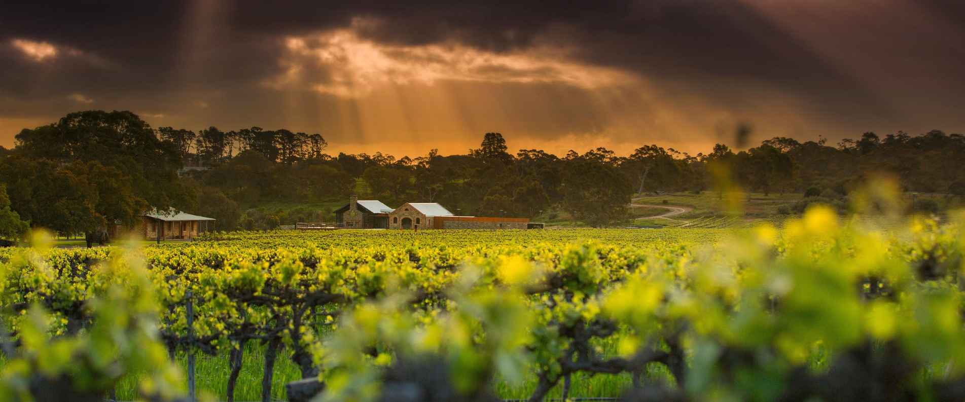 sun streaming through clouds over winery in Barossa Valley