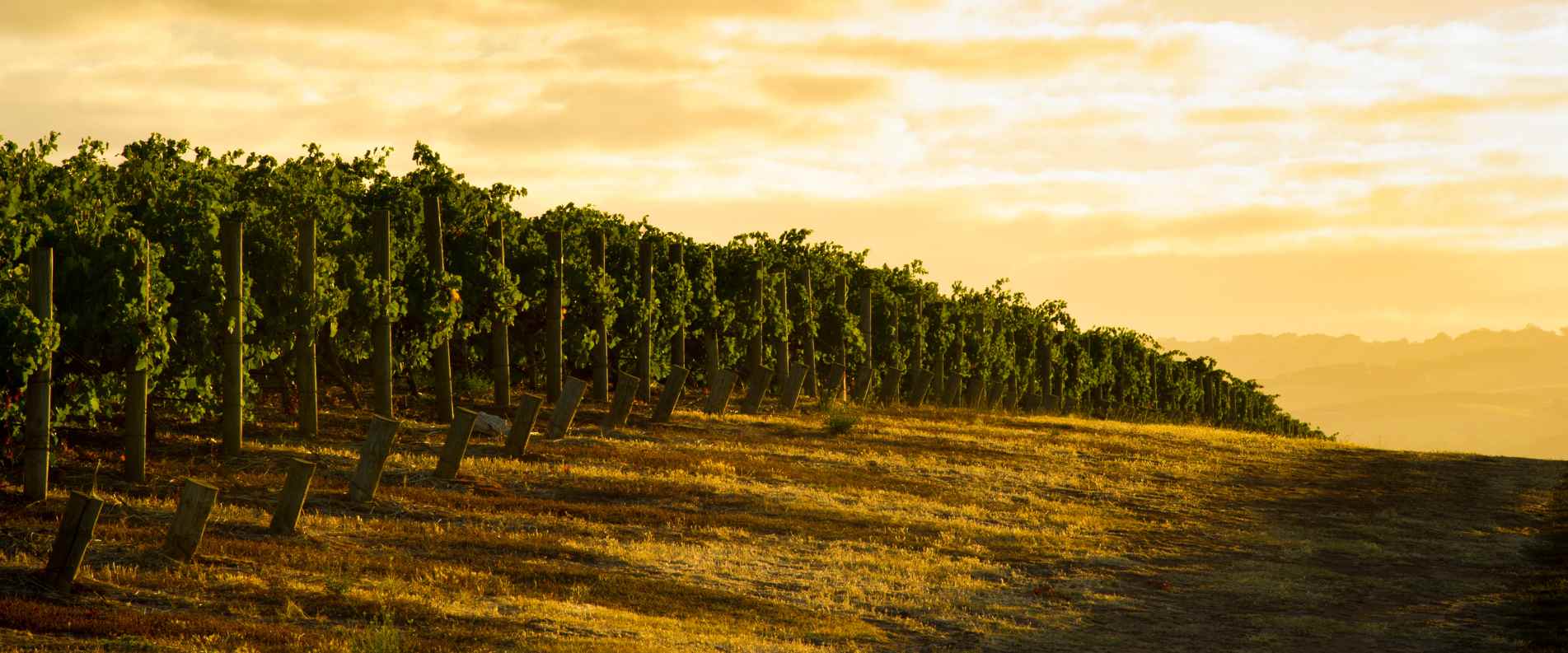 Barossa valley sunset