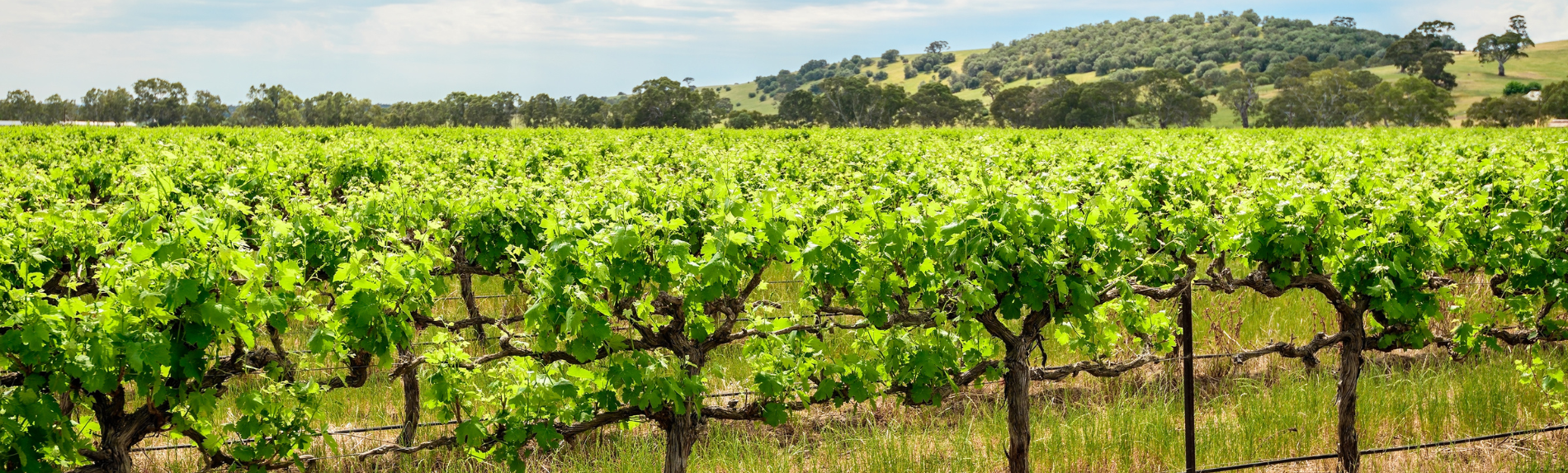 Barossa Wineries