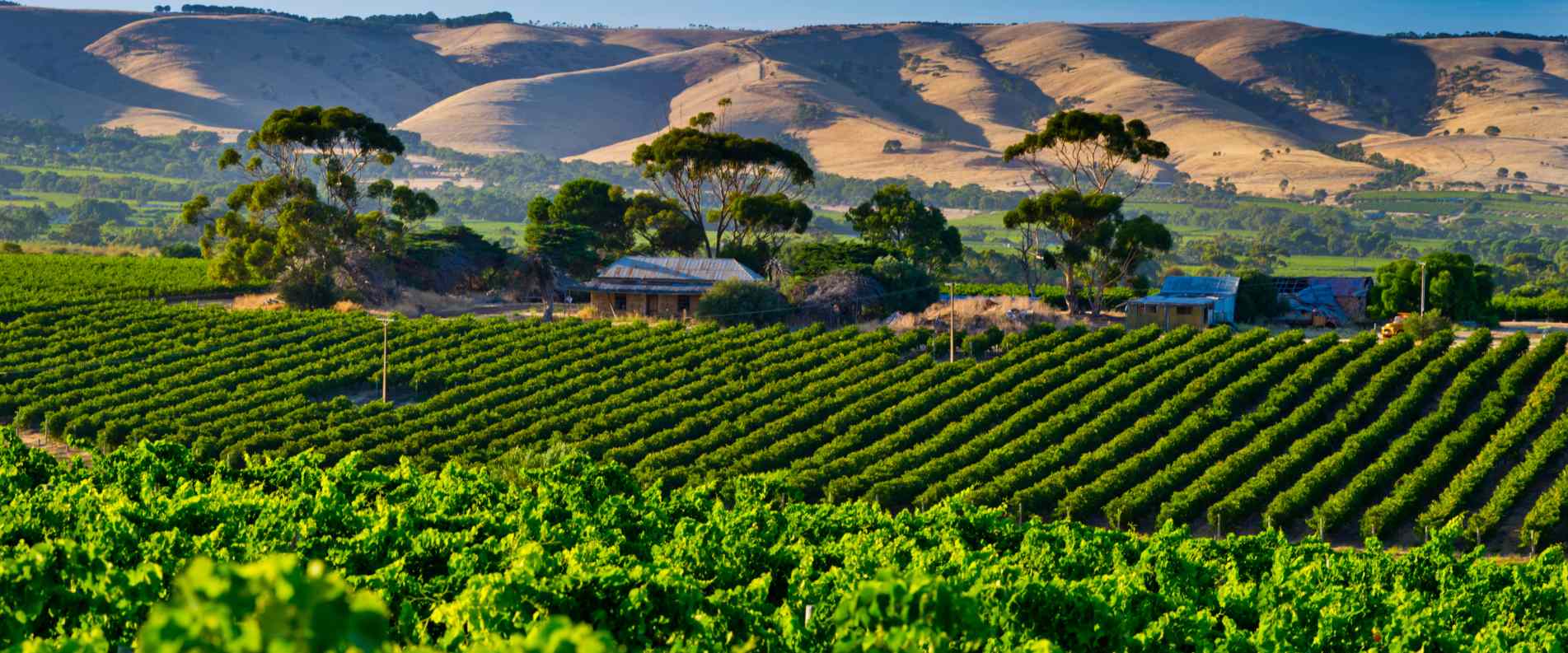 vineyard