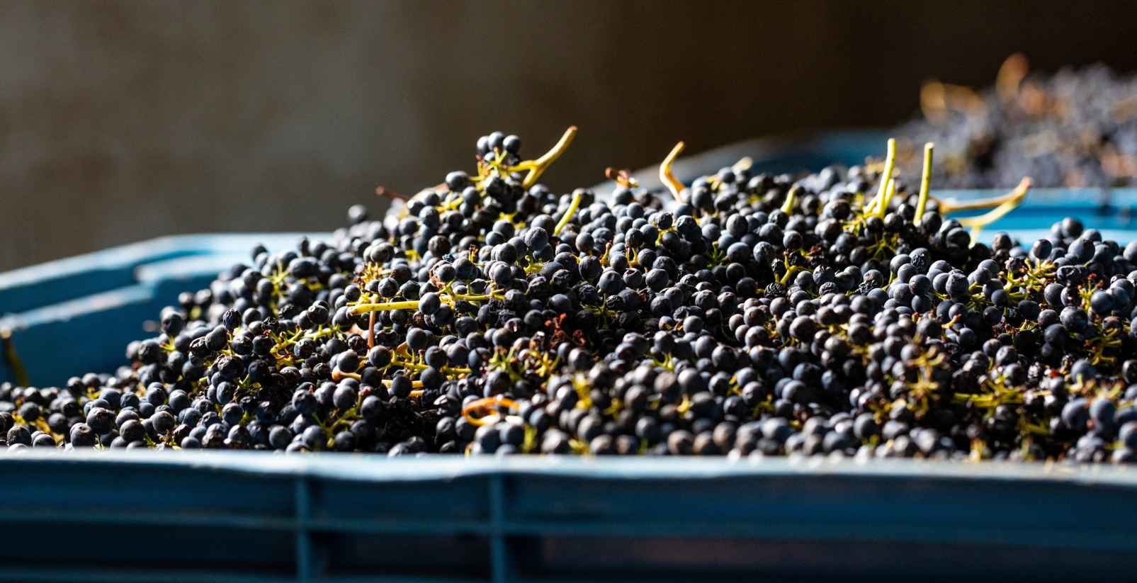 wine grapes
