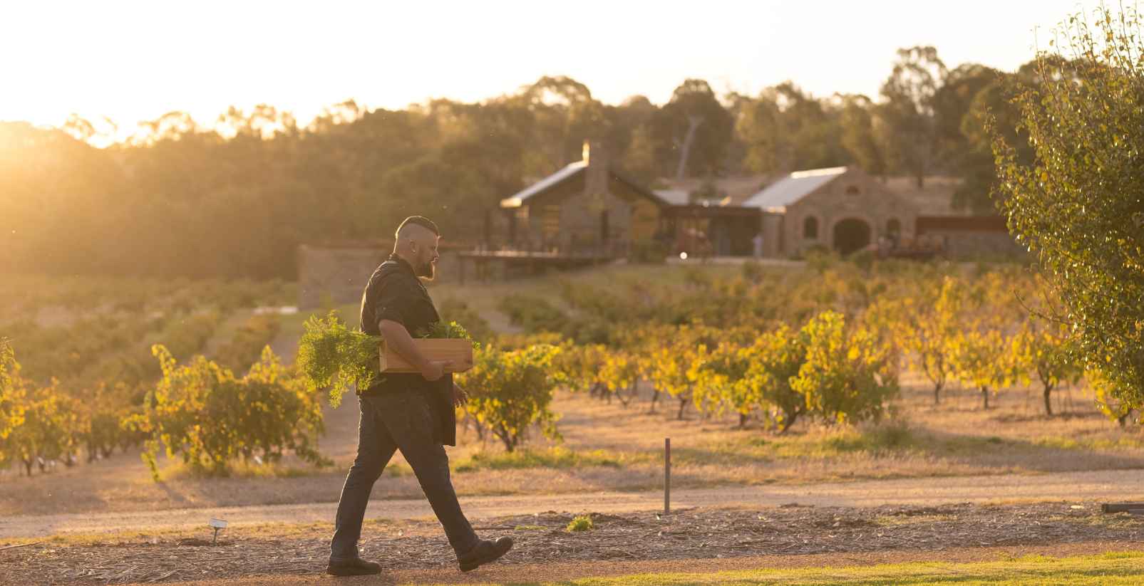 man working at vineyard