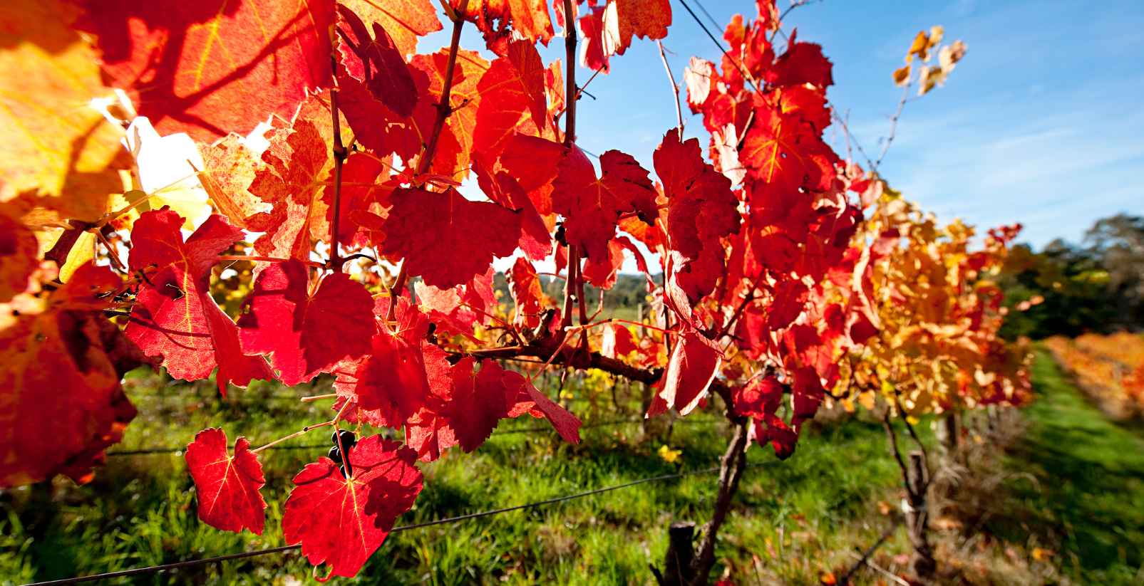 red leaves on a grape vine