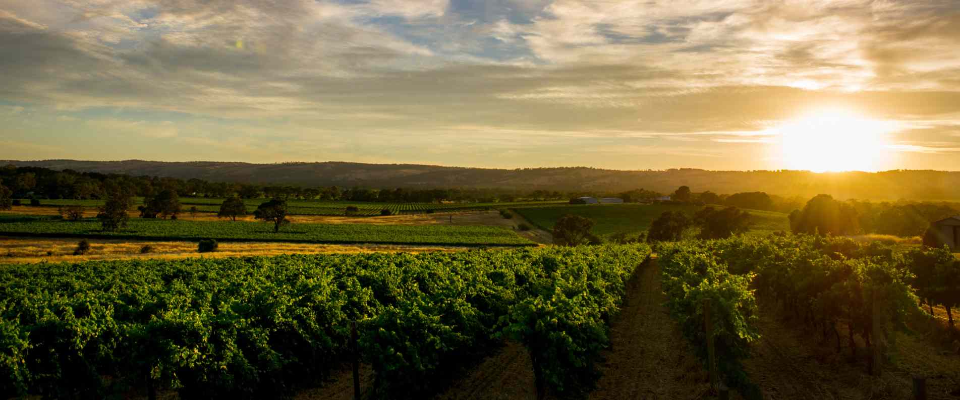 Vineyards