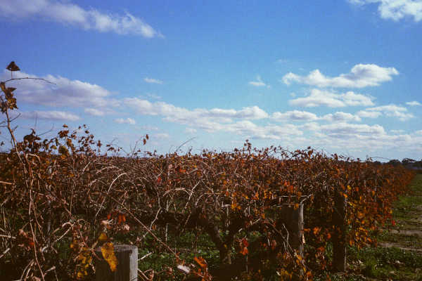 Barossa Valley