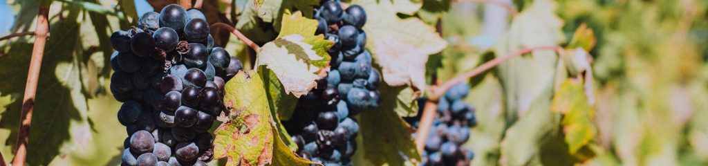 Jacobs Creek vineyard