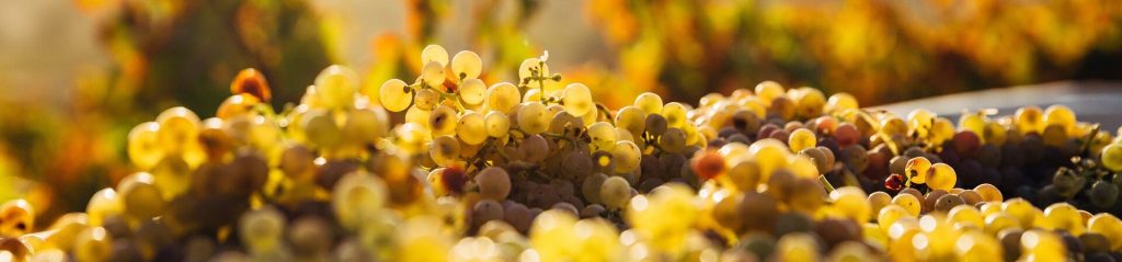 Wine Production Barossa Valley