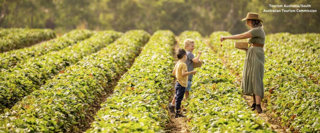 People strawberry picking at Beerenberg Farm