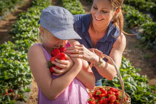People strawberry picking at Beerenberg Farm