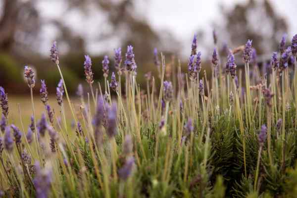 Lavender at Lyndoch Lavender Farm