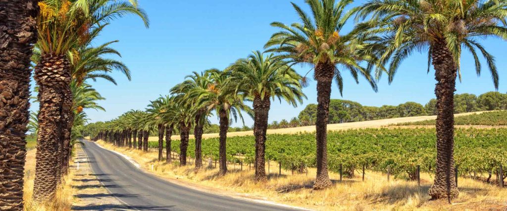 Seppeltsfield Road lined with palm trees
