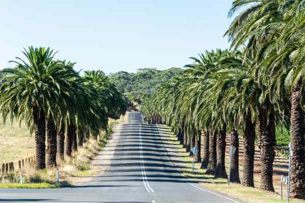 Seppeltsfield Road lined with palm trees