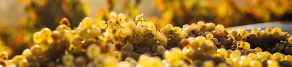 green grapes from winery
