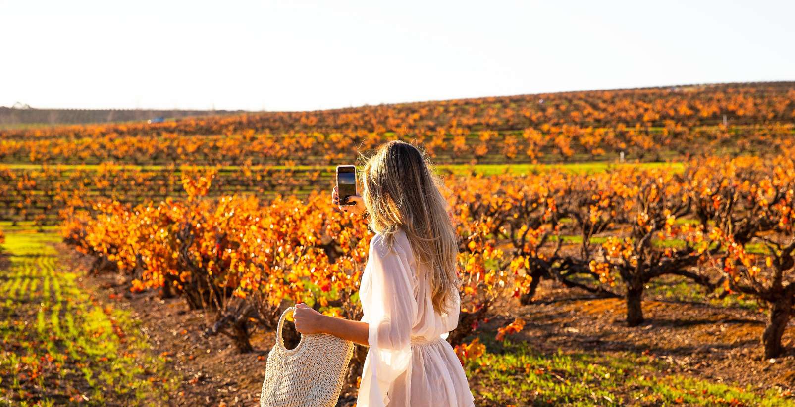 Woman walking through orange vineyards in glowing sun