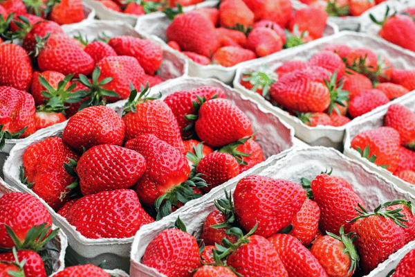 strawberry picking hahndorf