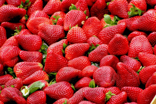 strawberry picking hahndorf