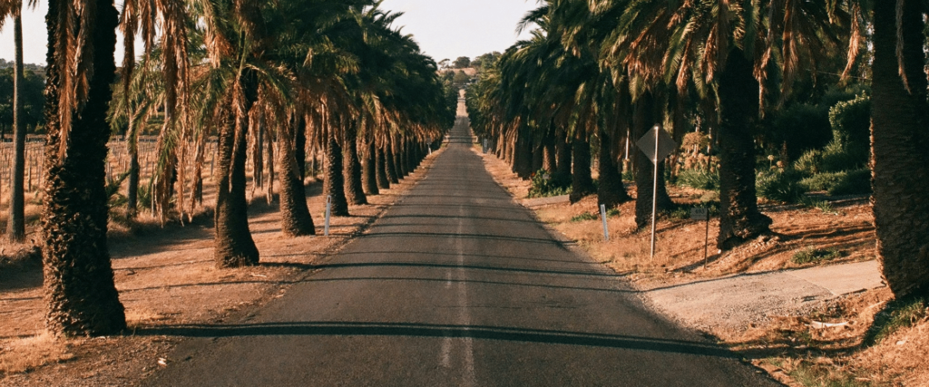road with palm trees in the barossa valley